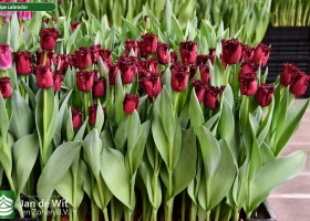 Tulipa Labrador ® (1)